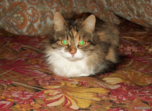 Котовторник на 26.06.12