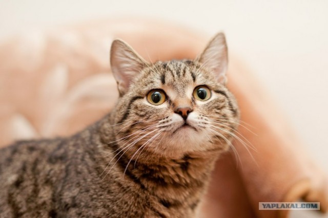 Котовторник 10. 07. 2012
