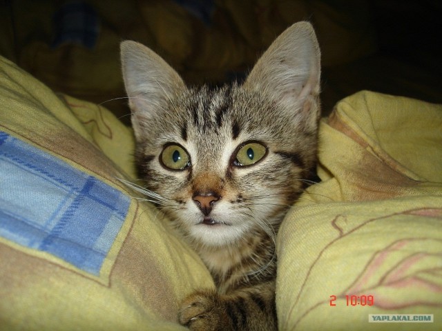 Котовторник 24.07.2012