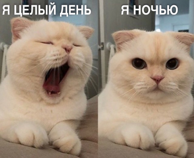 Прикольных котов пост