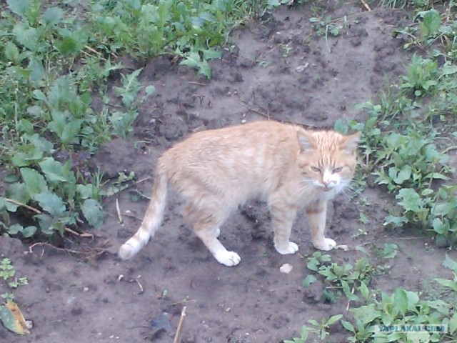 Котовторник  21.08.12