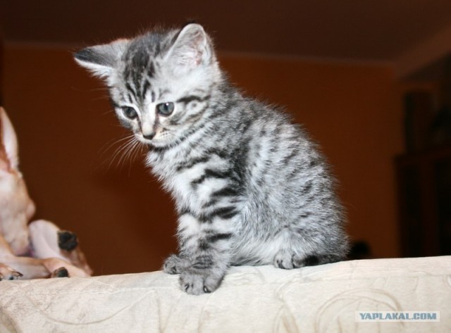 Котовторник  16.10.12