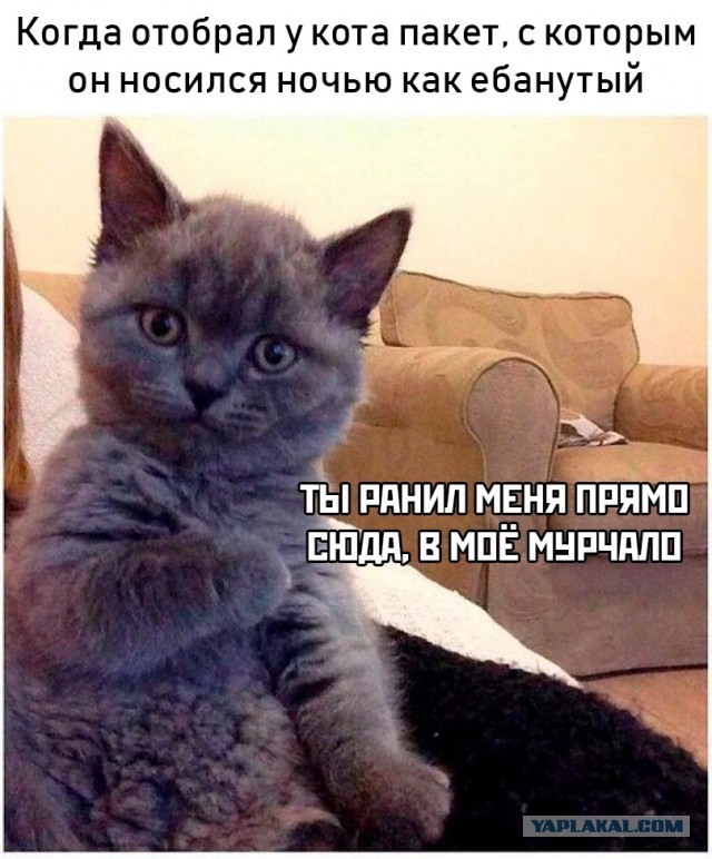 Живность из сети