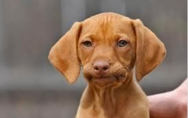 Победители конкурса фотографии Comedy Pet Photo Awards 2020