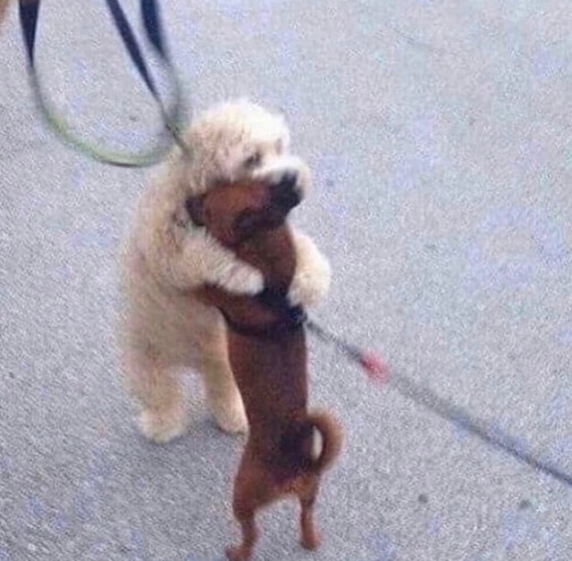 Эти забавные животные