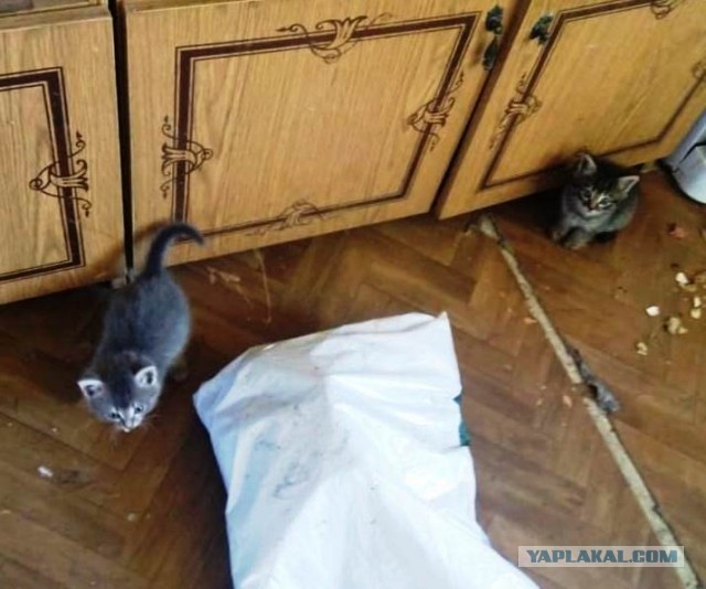 По просьбам в теме ниже. Реальный котовторник!