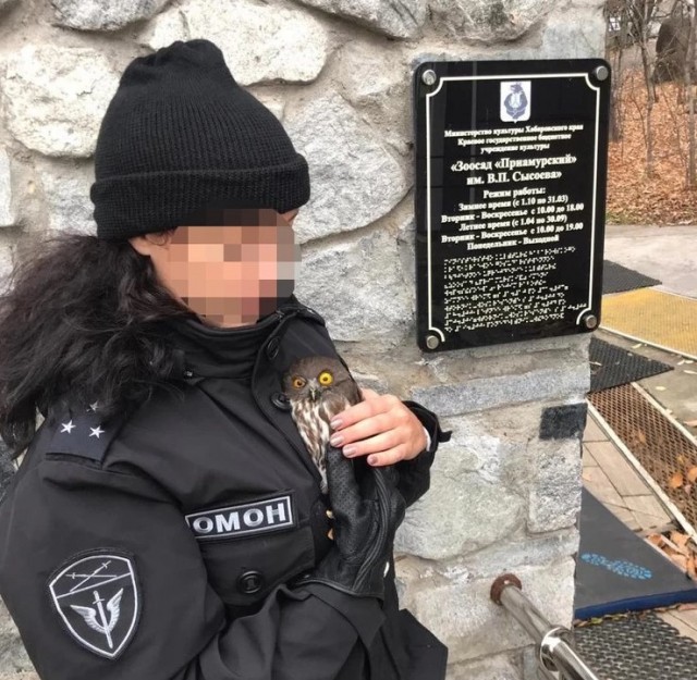 Перепуганное чудо: беззащитного маленького совенка от стаи сорок спасли сотрудники ОМОНа в Хабаровске