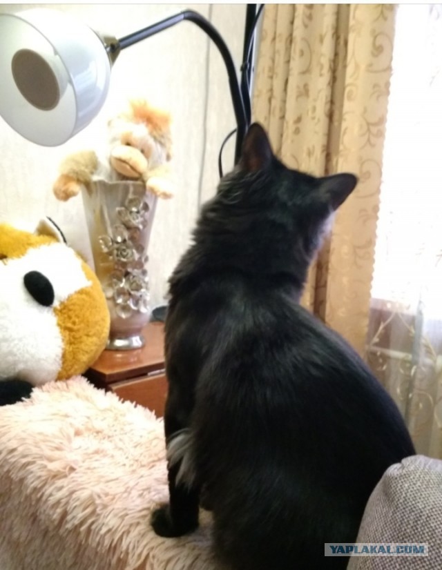 Даешь котовторник!