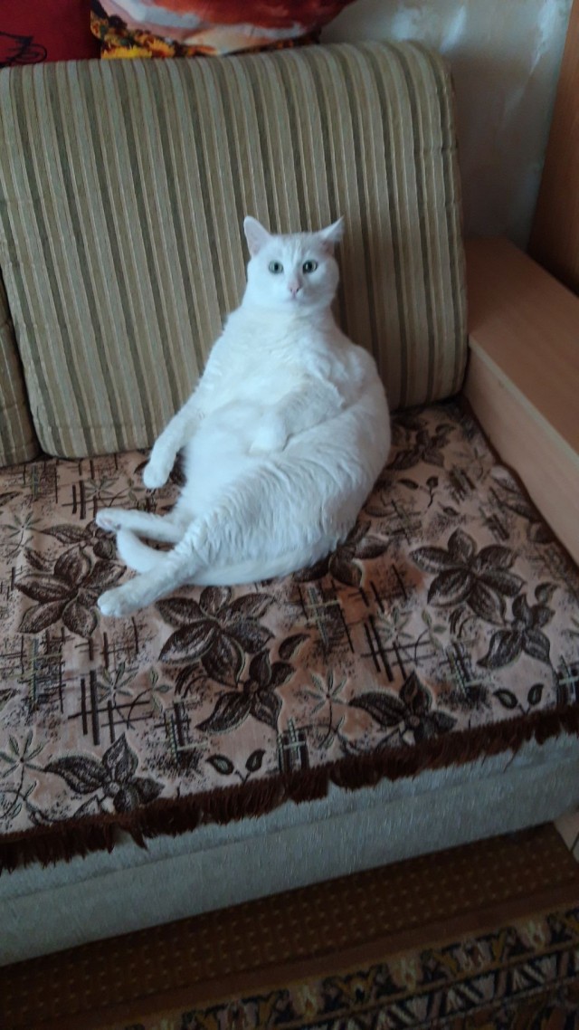 Котовторник. Февраль