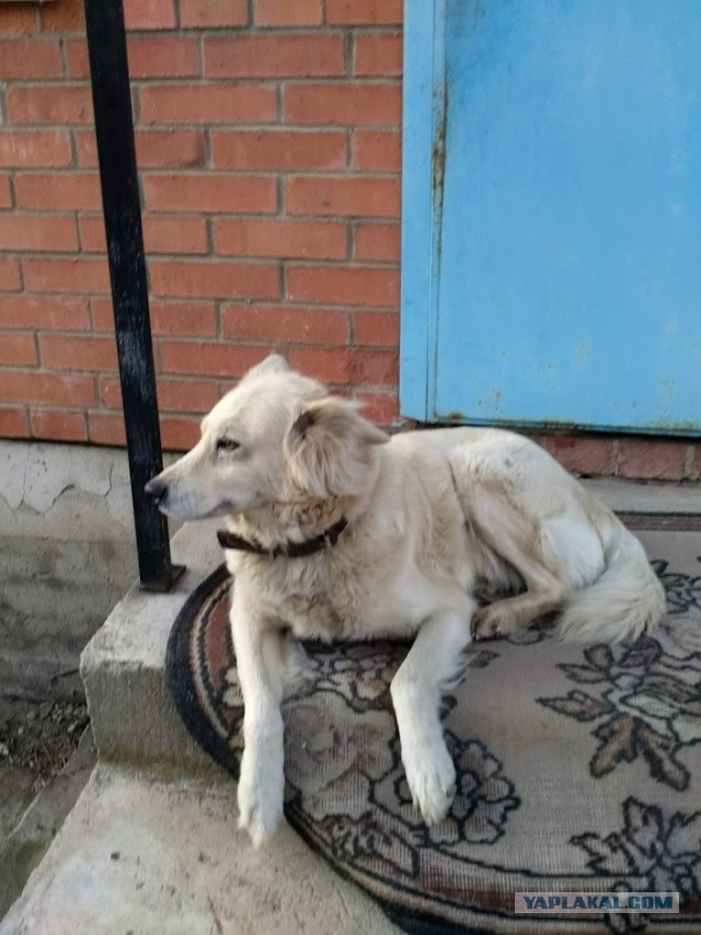 Я люблю свою собаку