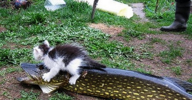 Кушай Вася!