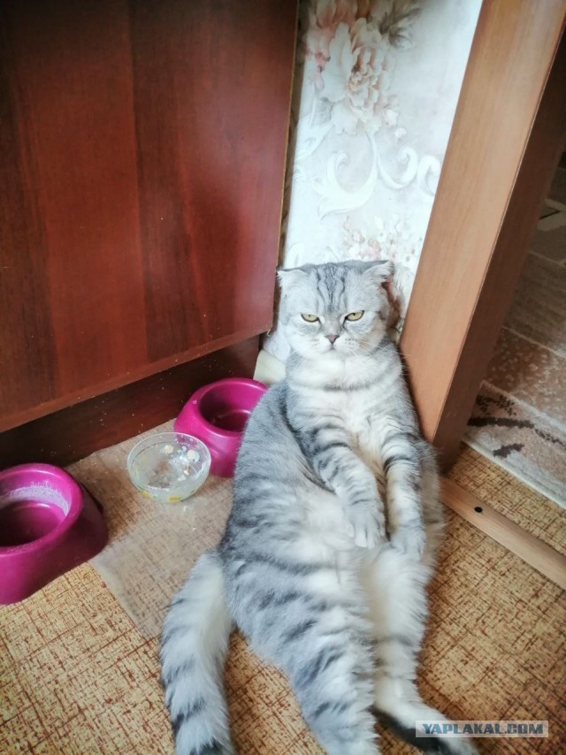 Котовторник ведь начался!