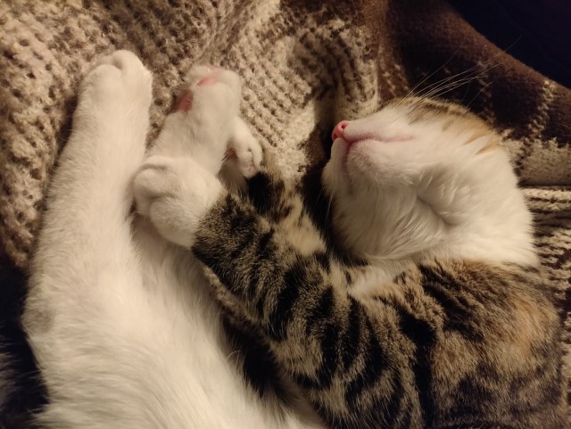 Начну котовторник чуть раньше!