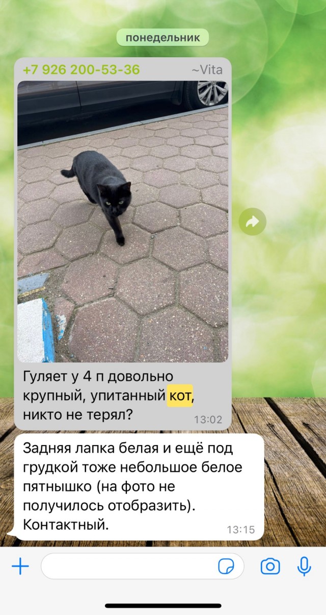 Котейка в сильные руки ЯПА