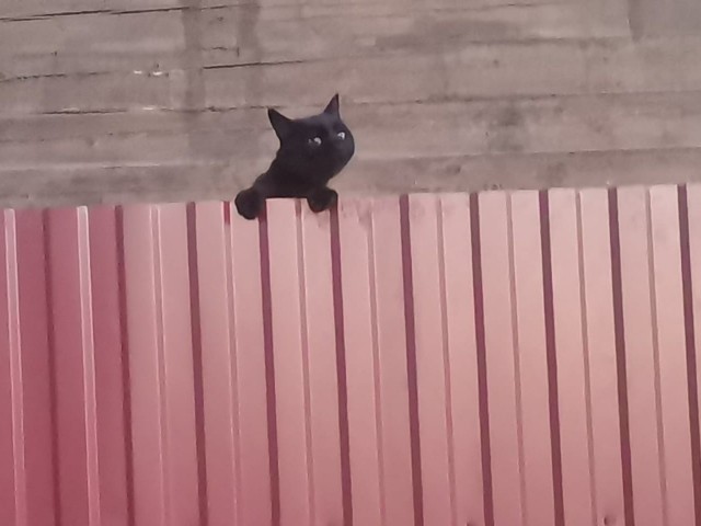 Кот