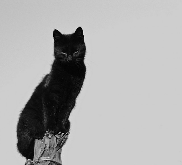 "Мой" котовторник