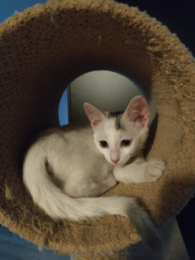 Котовторник 1.11.22