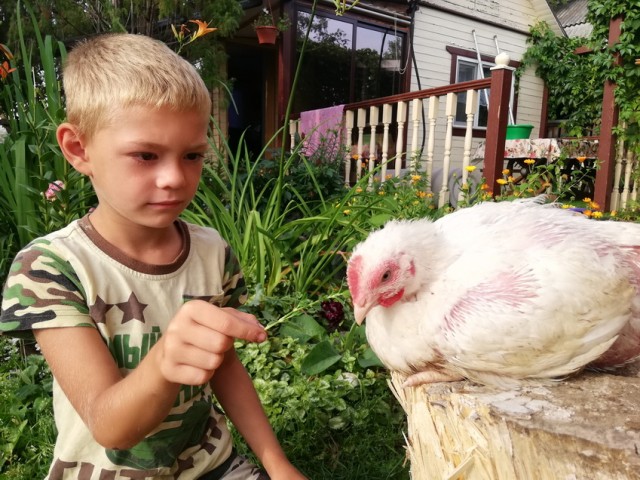 Курятник+Инструменталка. Два в одном