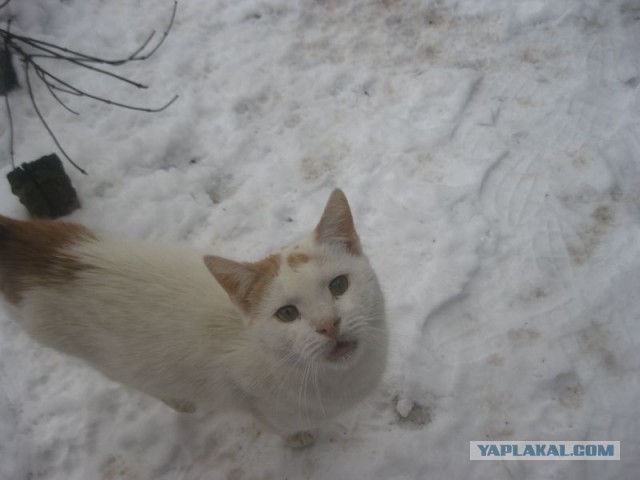 Жизнь домашнего приюта для котеек 424