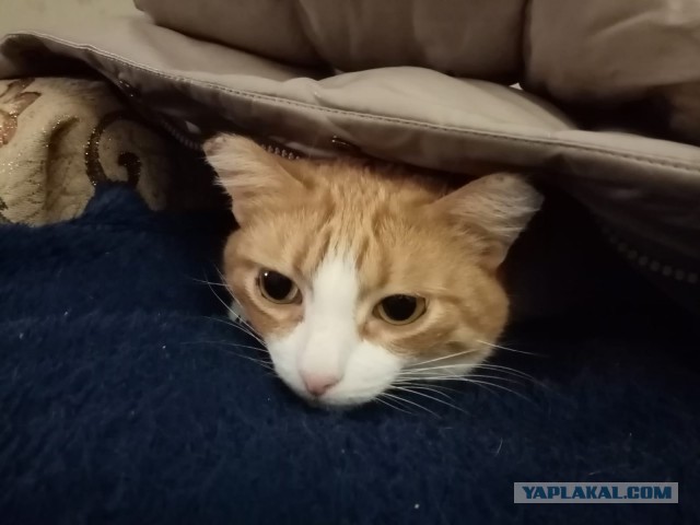 Вы хочите кошек, их есть у меня...