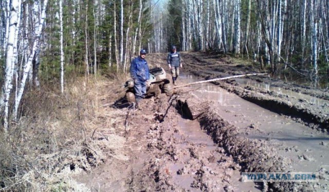 Васюганские болота: где находится самая огромная и неприступная топь в мире и что мы знаем о ней