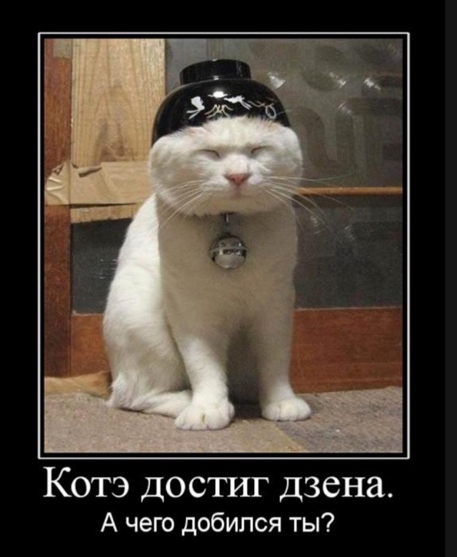 Объясните, что происходит с моим котэ?