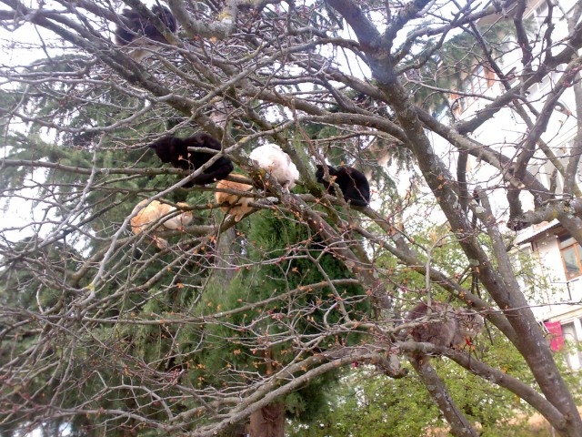 Котовторник