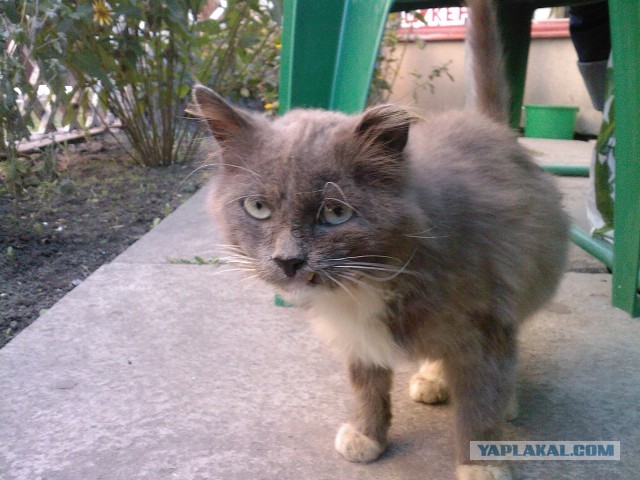 Котовторник 23.04.2013