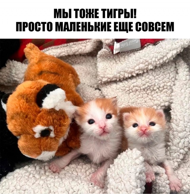 Вот и мне счастье привалило
