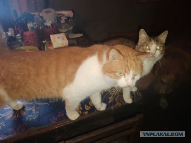 Жизнь домашнего приюта для котеек 479