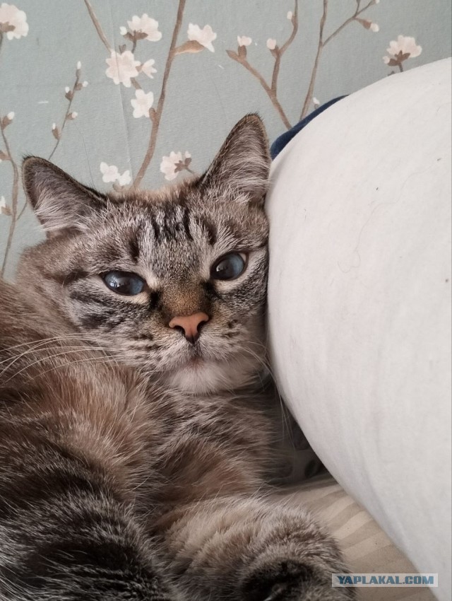 Котовторник 09.04.24