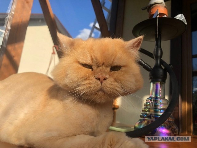 Котовторник