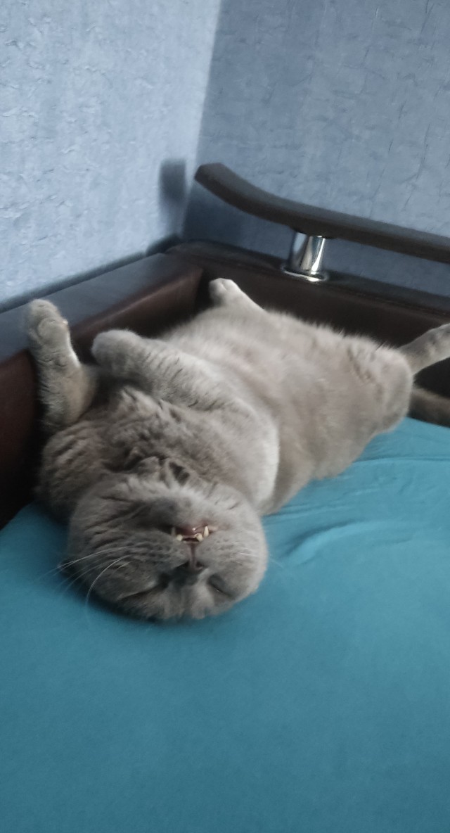 Котовторник же!