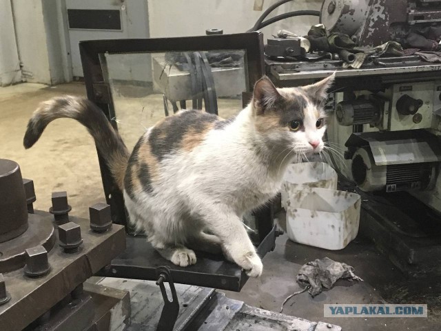 Коты, которые работают на заводах