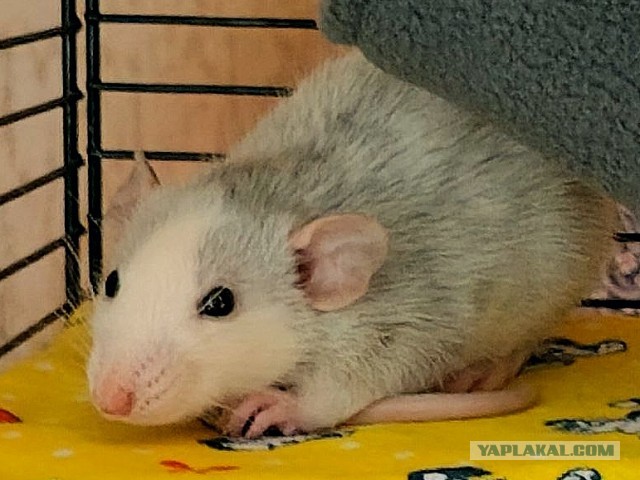 Грызуносуббота