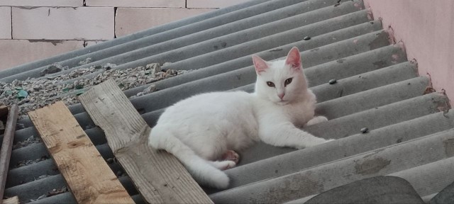 Слепоглухая кошка