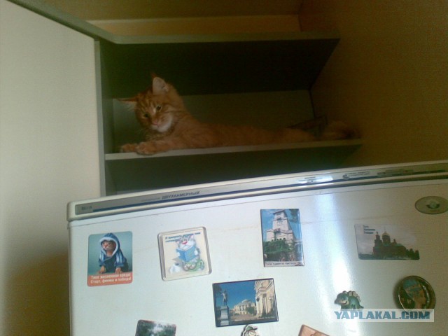 Немного о  Мейн Куне.