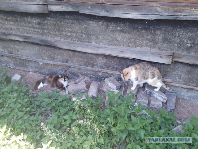 Жизнь домашнего приюта для котеек 545