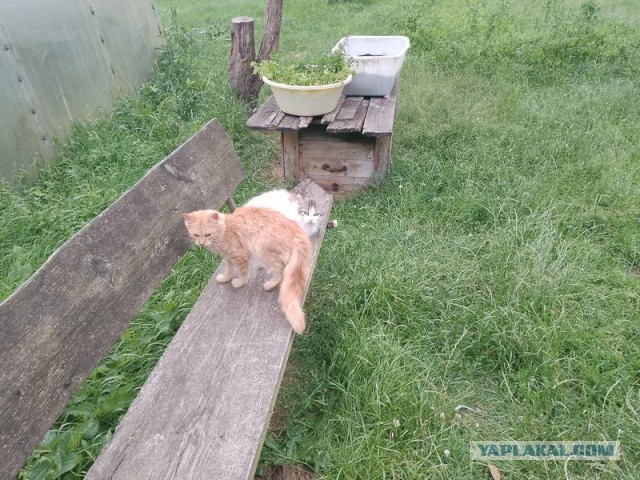 Жизнь домашнего приюта для котеек 549