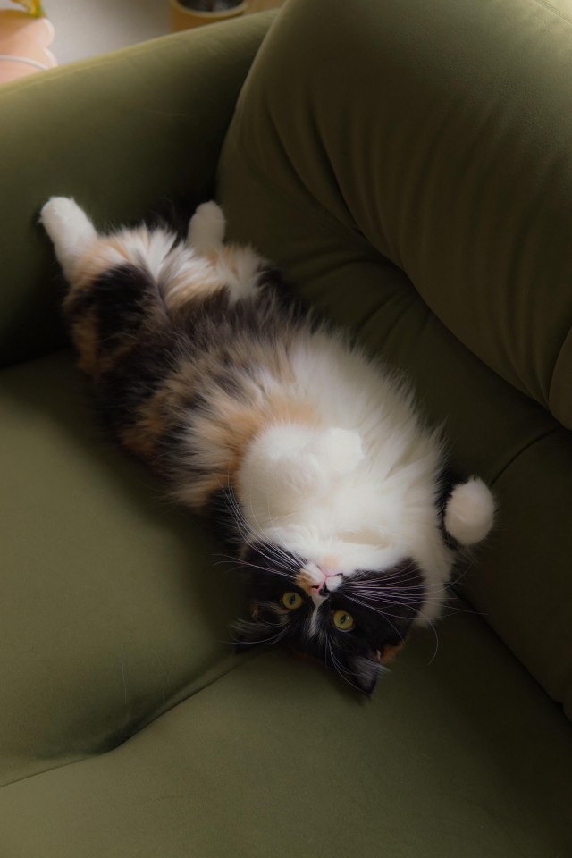 Довольная жизнью пушистая трëхцветная кошечка