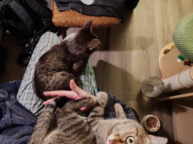 Привет, котовторник.