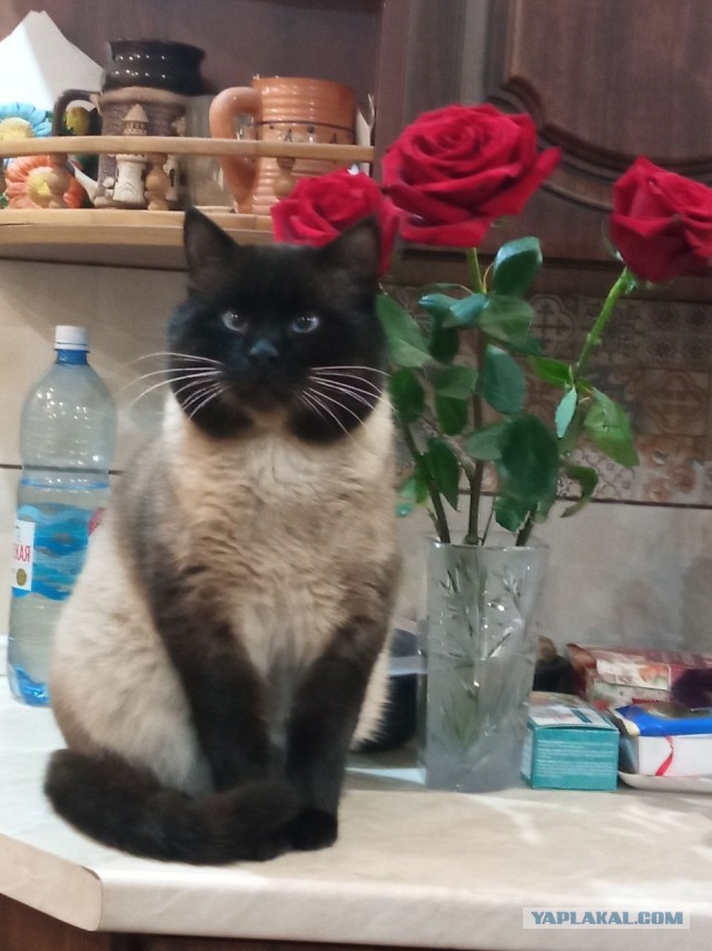 Кто ответственный за Котовторники?