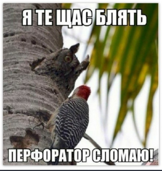 А Сова-то ненастоящий (шутка-юмора)!