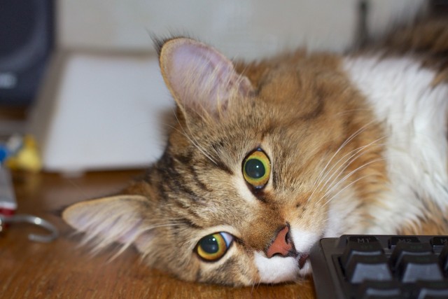 Котовторник 23.07.2013