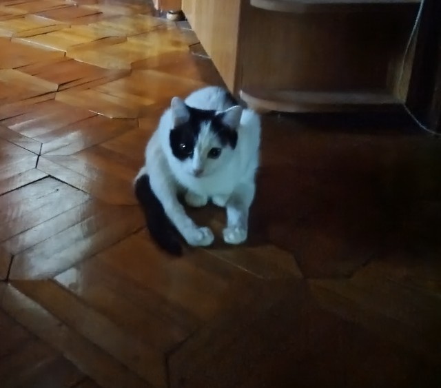 К котовторнику на фоне ненасти