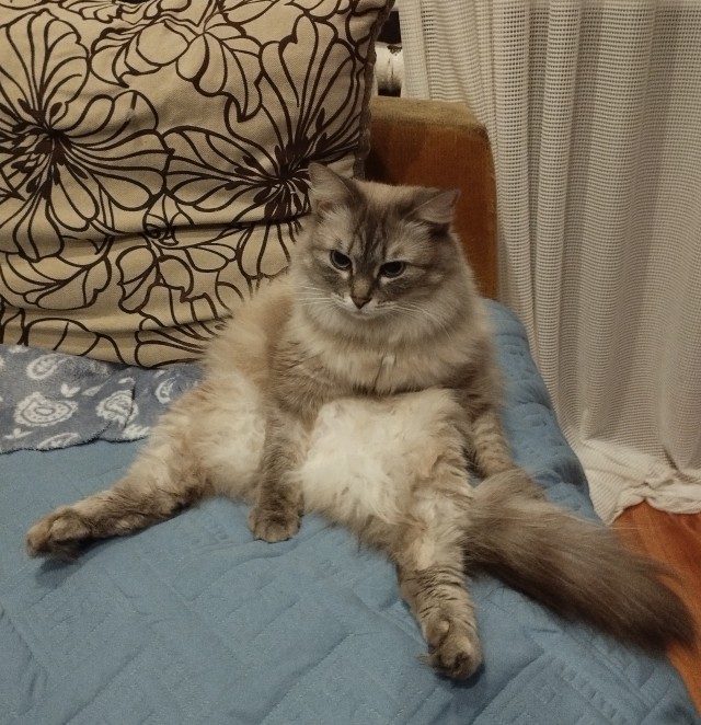 Котенок упал с 5го этажа