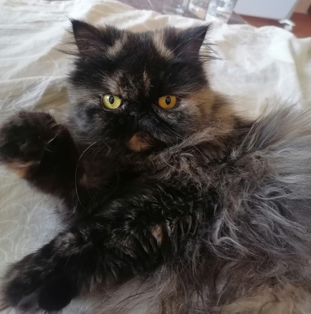 Котовторник снова!
