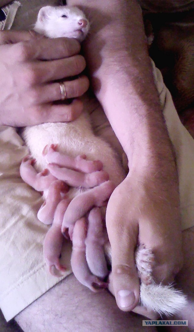 Детишечки )))