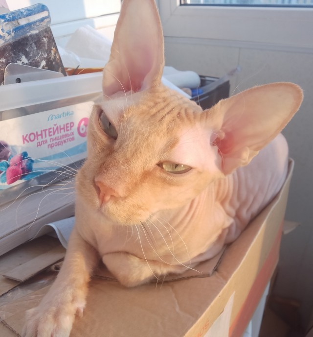 Котовторник