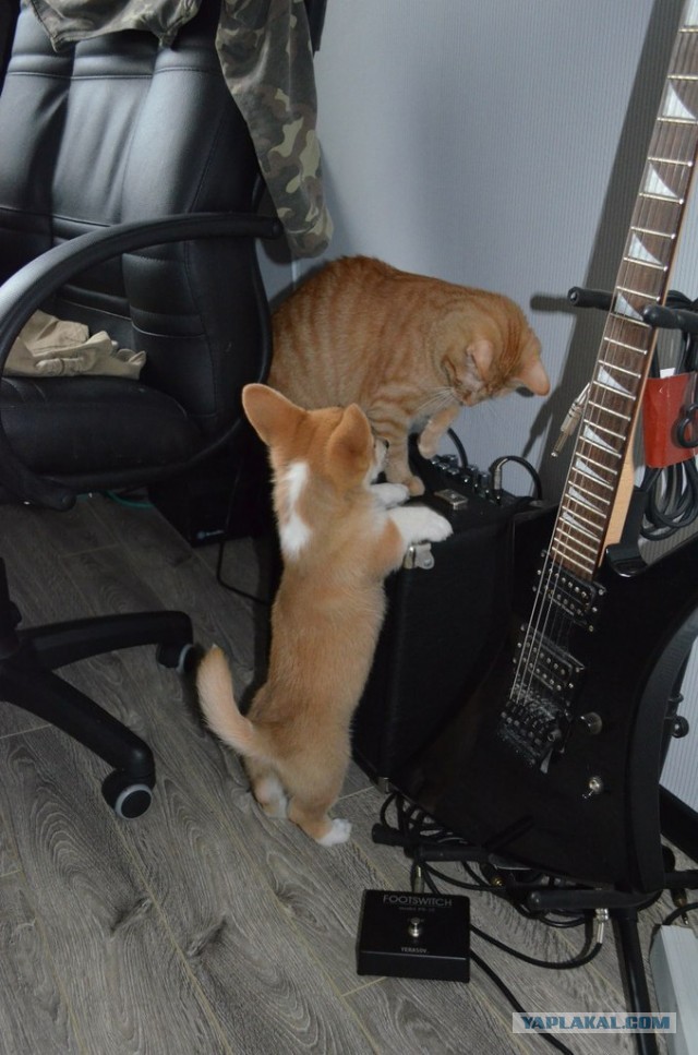 Завели щенка Корги